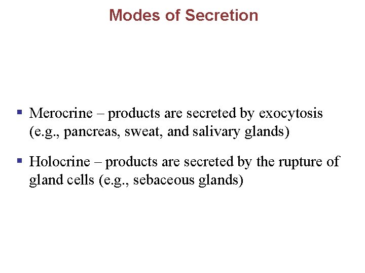 Modes of Secretion § Merocrine – products are secreted by exocytosis (e. g. ,