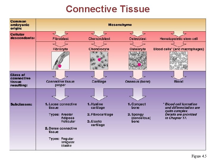 Connective Tissue Figure 4. 5 