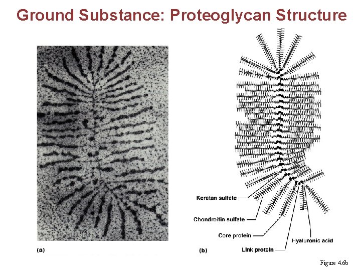 Ground Substance: Proteoglycan Structure Figure 4. 6 b 