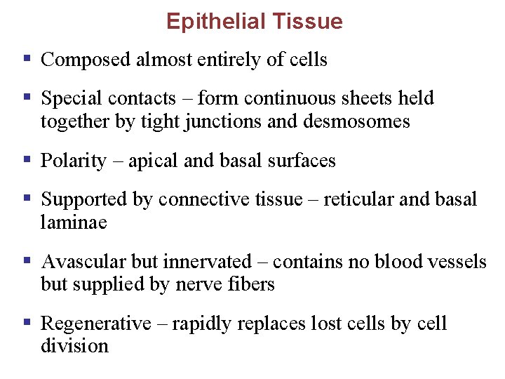Epithelial Tissue § Composed almost entirely of cells § Special contacts – form continuous