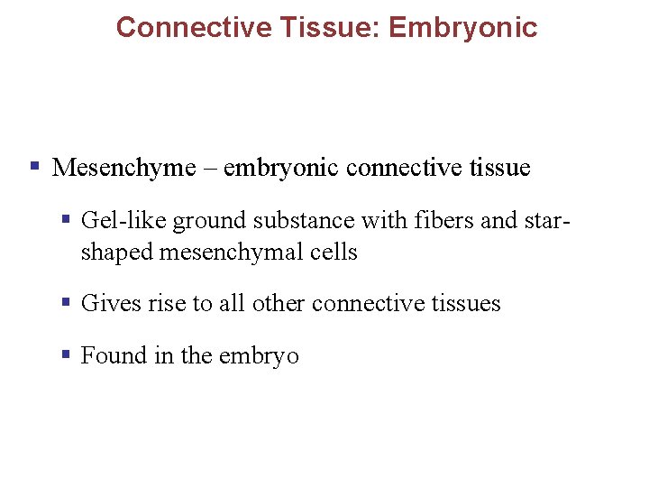 Connective Tissue: Embryonic § Mesenchyme – embryonic connective tissue § Gel-like ground substance with
