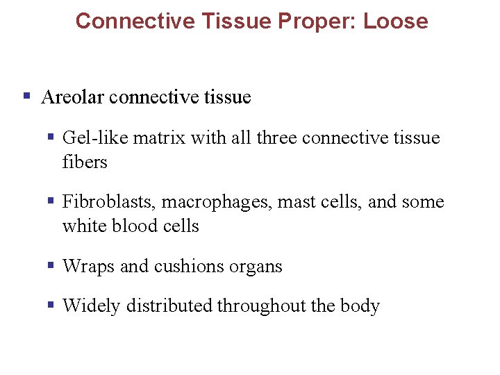 Connective Tissue Proper: Loose § Areolar connective tissue § Gel-like matrix with all three