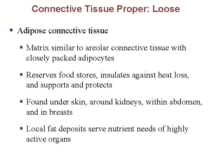 Connective Tissue Proper: Loose § Adipose connective tissue § Matrix similar to areolar connective