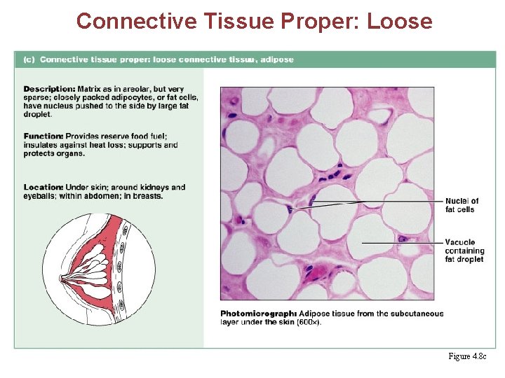 Connective Tissue Proper: Loose Figure 4. 8 c 