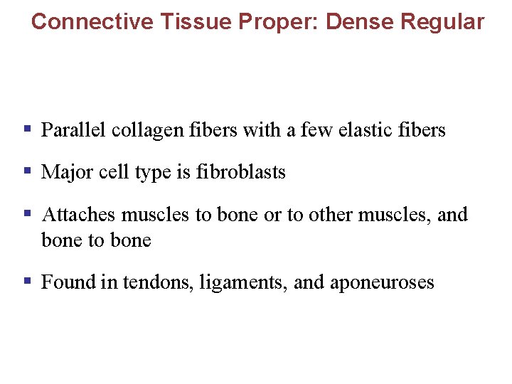 Connective Tissue Proper: Dense Regular § Parallel collagen fibers with a few elastic fibers