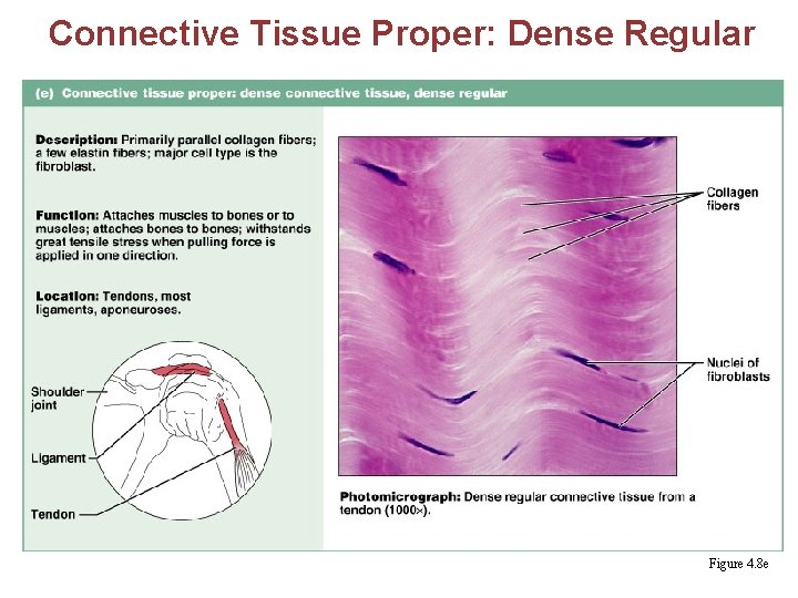 Connective Tissue Proper: Dense Regular Figure 4. 8 e 