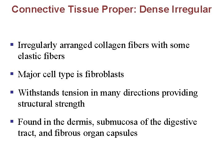 Connective Tissue Proper: Dense Irregular § Irregularly arranged collagen fibers with some elastic fibers