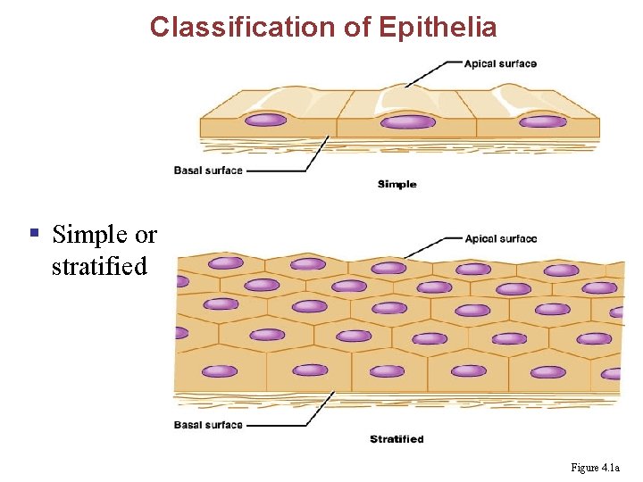 Classification of Epithelia § Simple or stratified Figure 4. 1 a 