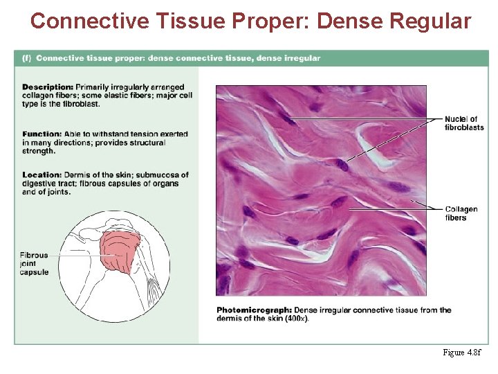 Connective Tissue Proper: Dense Regular Figure 4. 8 f 