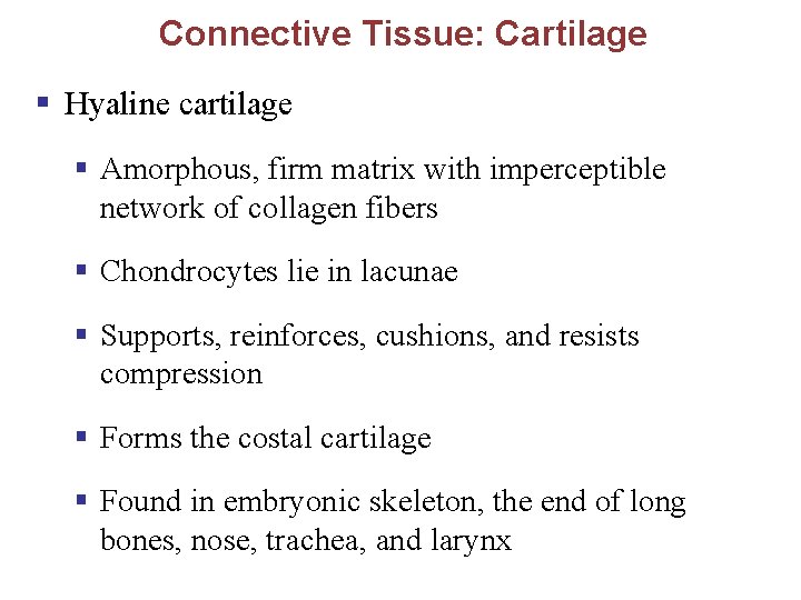 Connective Tissue: Cartilage § Hyaline cartilage § Amorphous, firm matrix with imperceptible network of