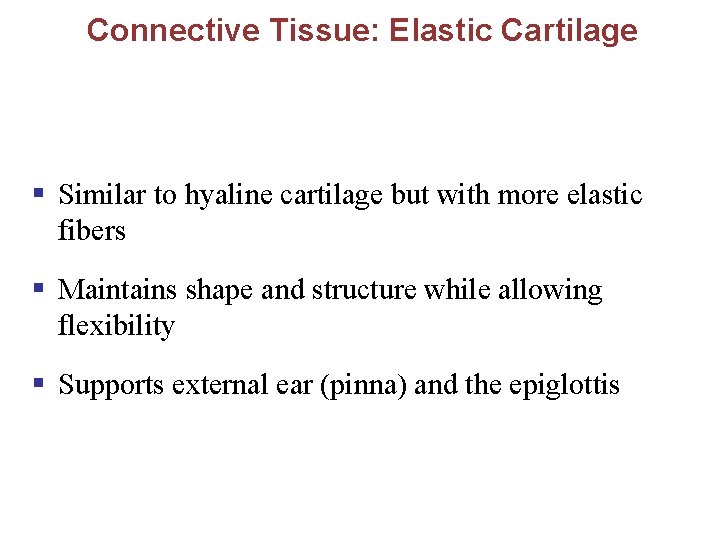 Connective Tissue: Elastic Cartilage § Similar to hyaline cartilage but with more elastic fibers