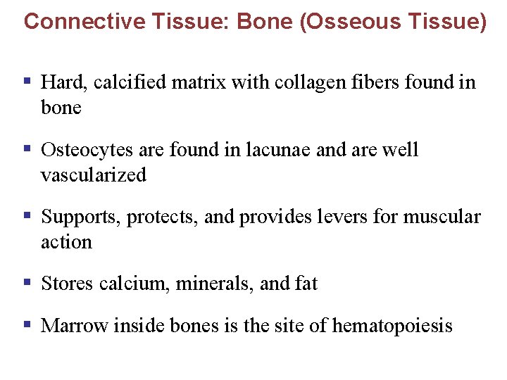 Connective Tissue: Bone (Osseous Tissue) § Hard, calcified matrix with collagen fibers found in