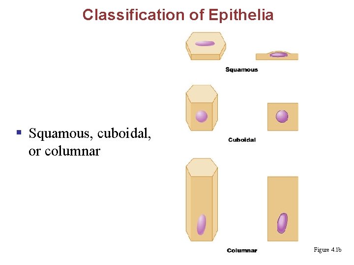 Classification of Epithelia § Squamous, cuboidal, or columnar Figure 4. 1 b 