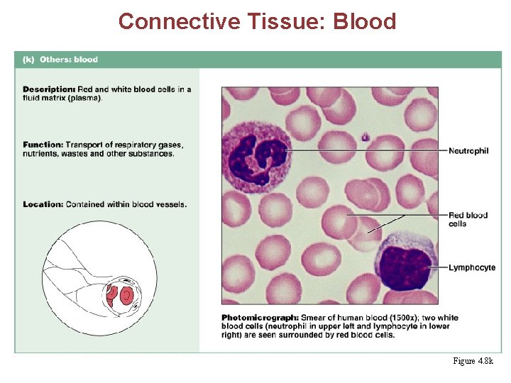 Connective Tissue: Blood Figure 4. 8 k 