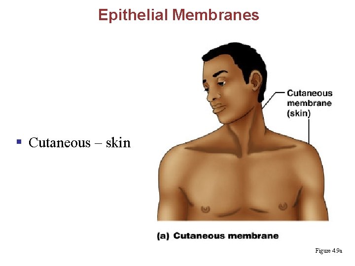 Epithelial Membranes § Cutaneous – skin Figure 4. 9 a 