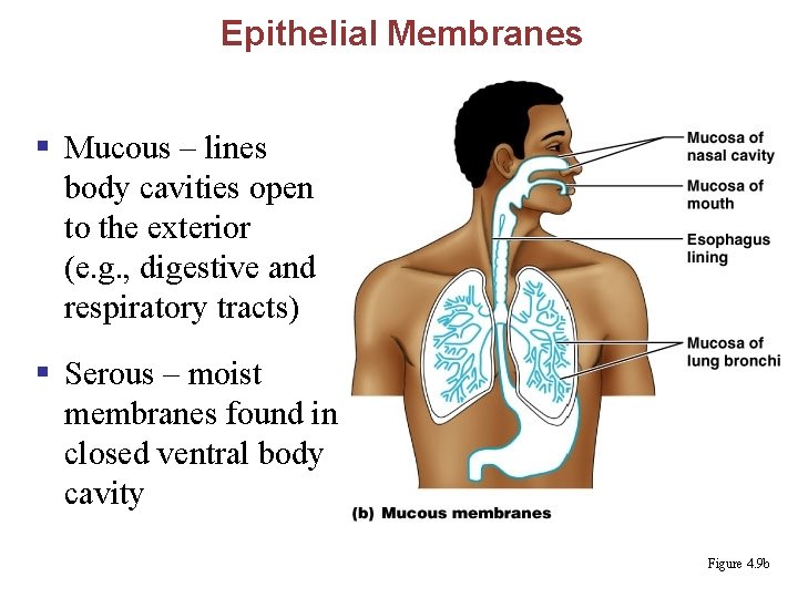 Epithelial Membranes § Mucous – lines body cavities open to the exterior (e. g.