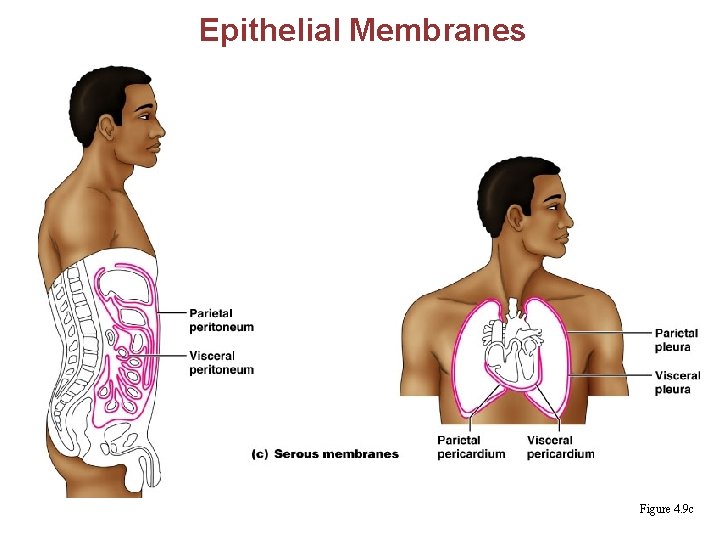 Epithelial Membranes Figure 4. 9 c 