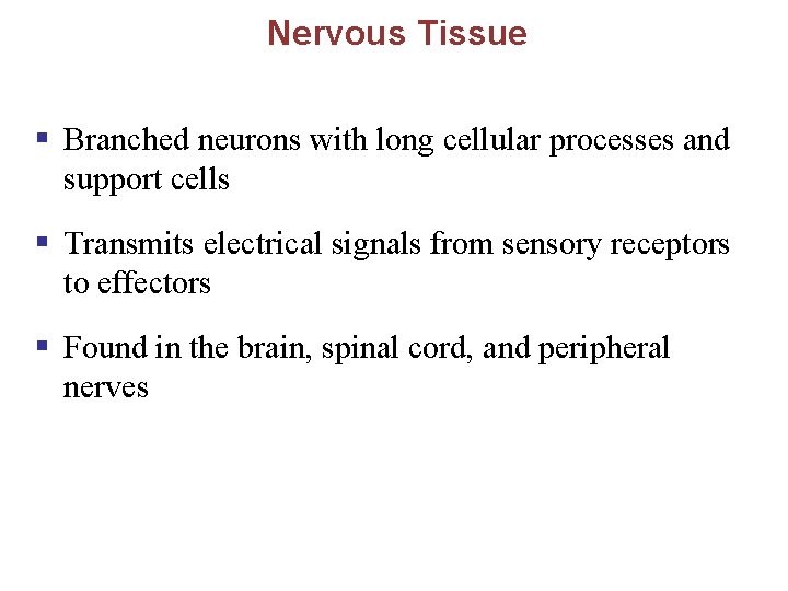 Nervous Tissue § Branched neurons with long cellular processes and support cells § Transmits