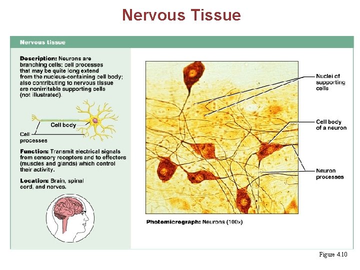 Nervous Tissue Figure 4. 10 