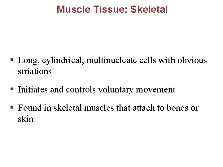 Muscle Tissue: Skeletal § Long, cylindrical, multinucleate cells with obvious striations § Initiates and