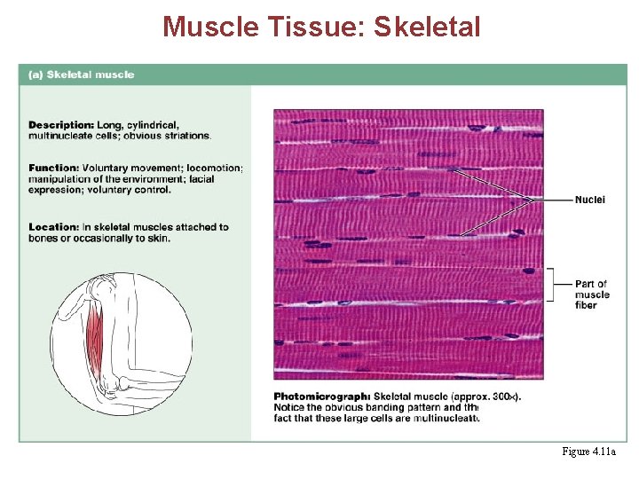 Muscle Tissue: Skeletal § Long, cylindrical, multinucleate cells with obvious striations § Initiates and