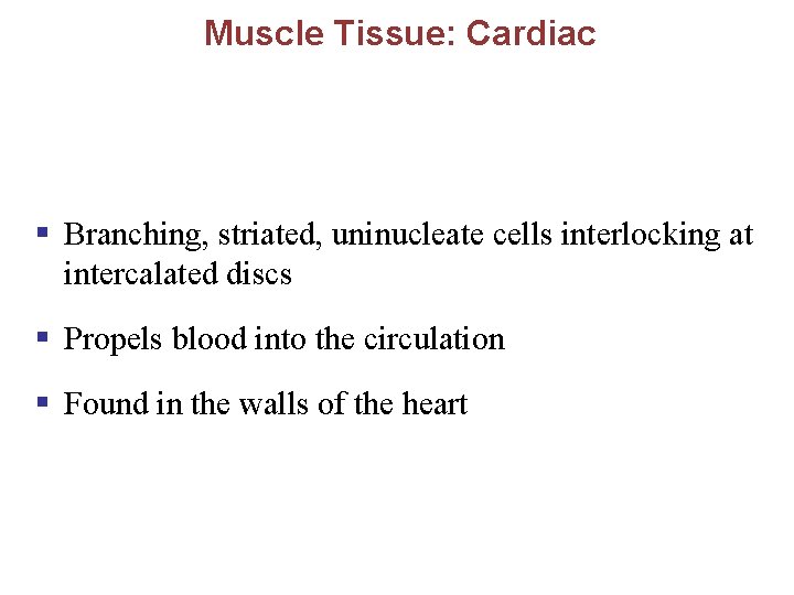 Muscle Tissue: Cardiac § Branching, striated, uninucleate cells interlocking at intercalated discs § Propels