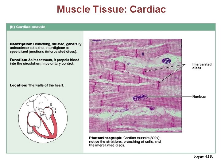 Muscle Tissue: Cardiac § Branching, striated, uninucleate cells interdigitating at intercalated discs § Propels