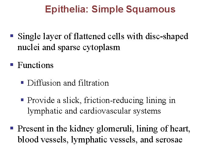 Epithelia: Simple Squamous § Single layer of flattened cells with disc-shaped nuclei and sparse