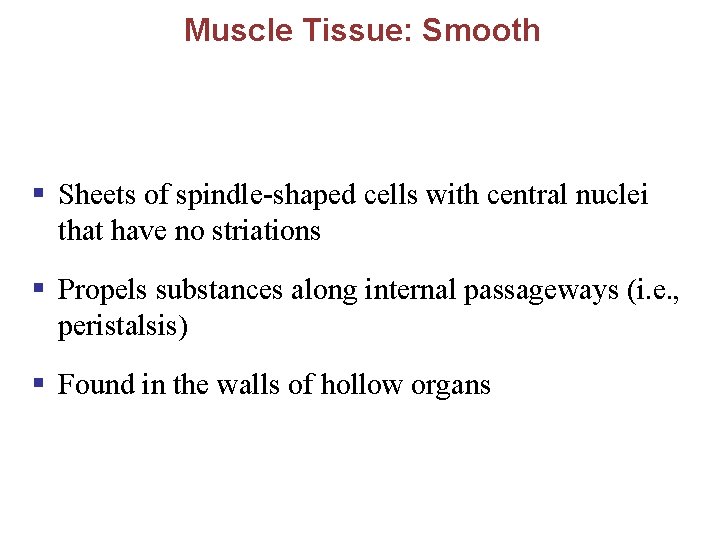 Muscle Tissue: Smooth § Sheets of spindle-shaped cells with central nuclei that have no