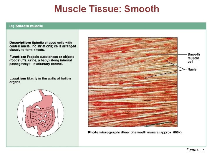 Muscle Tissue: Smooth Figure 4. 11 c 