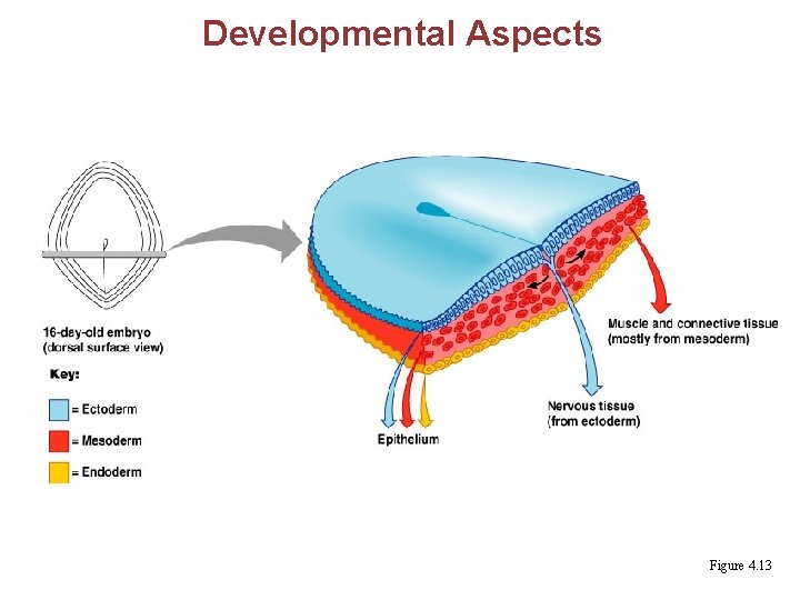 Developmental Aspects Figure 4. 13 