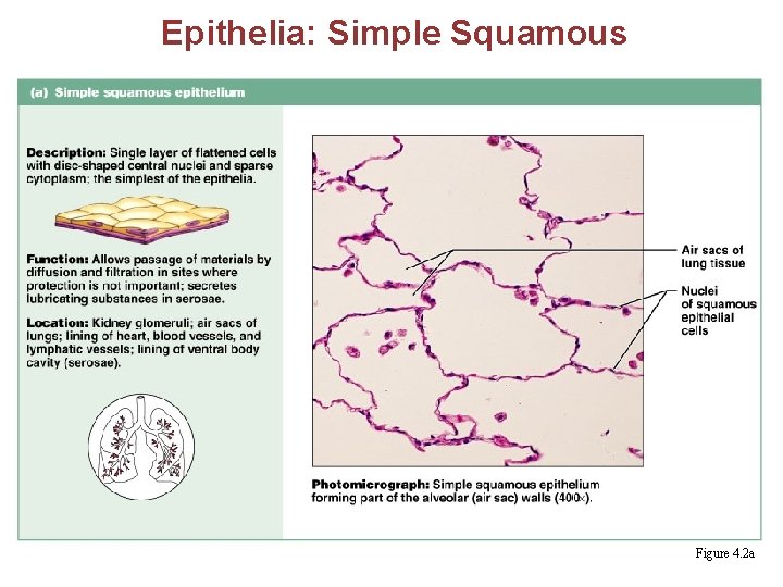 Epithelia: Simple Squamous Figure 4. 2 a 