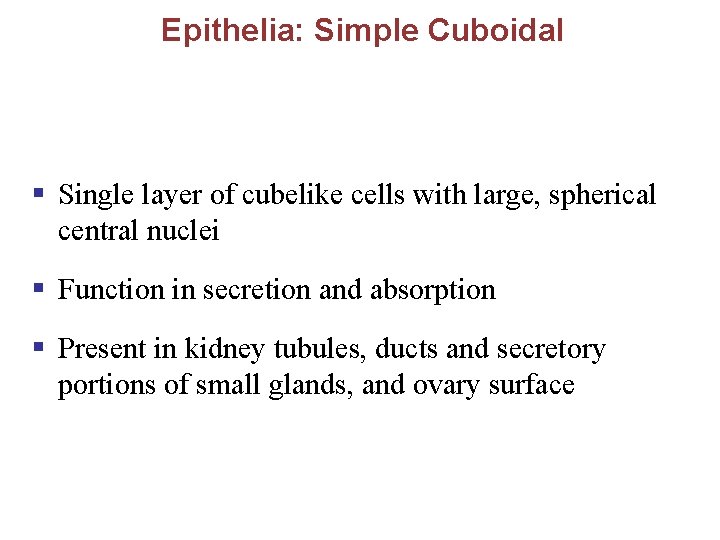 Epithelia: Simple Cuboidal § Single layer of cubelike cells with large, spherical central nuclei