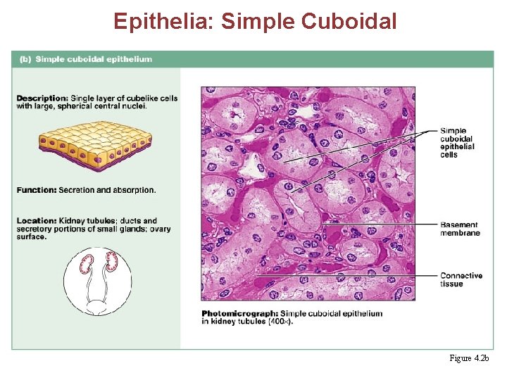 Epithelia: Simple Cuboidal § Single layer of cubelike cells with large, spherical central nuclei