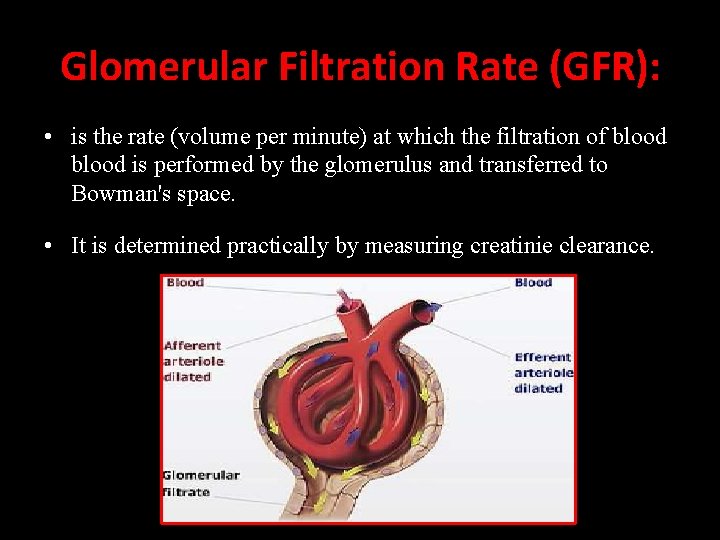 Glomerular Filtration Rate (GFR): • is the rate (volume per minute) at which the