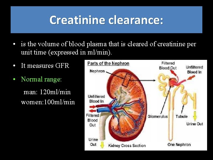 Creatinine clearance: • is the volume of blood plasma that is cleared of creatinine