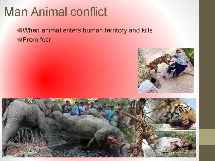 Man Animal conflict When animal enters human territory and kills From fear 