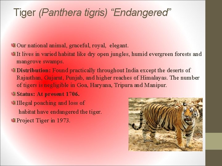 Tiger (Panthera tigris) “Endangered” Our national animal, graceful, royal, elegant. It lives in varied