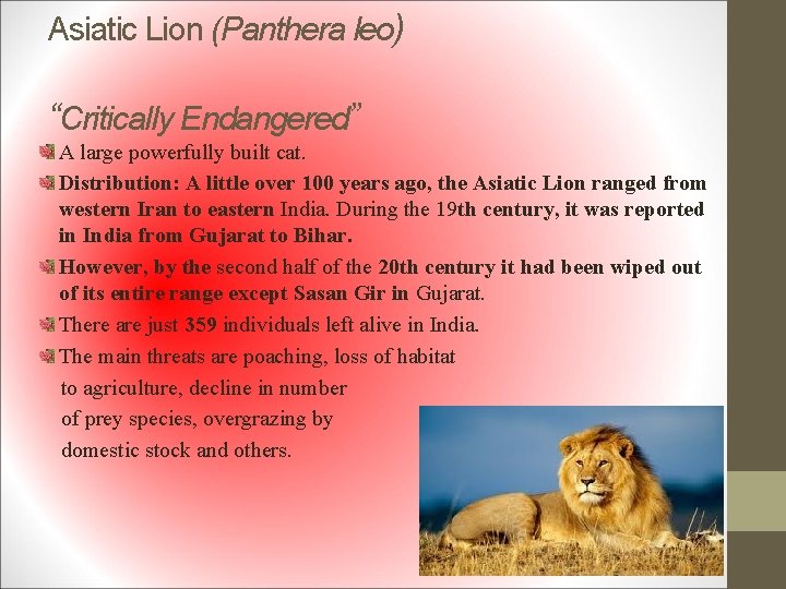 Asiatic Lion (Panthera leo) “Critically Endangered” A large powerfully built cat. Distribution: A little