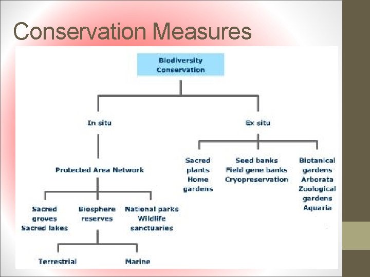 Conservation Measures 