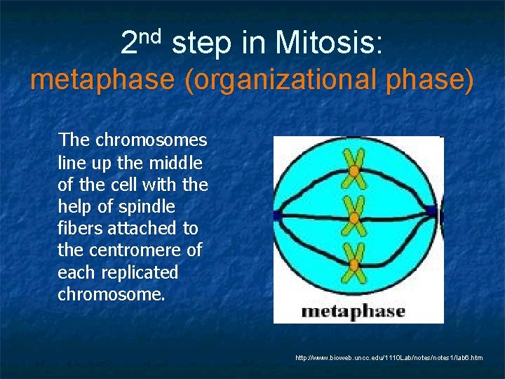 2 nd step in Mitosis: metaphase (organizational phase) The chromosomes line up the middle