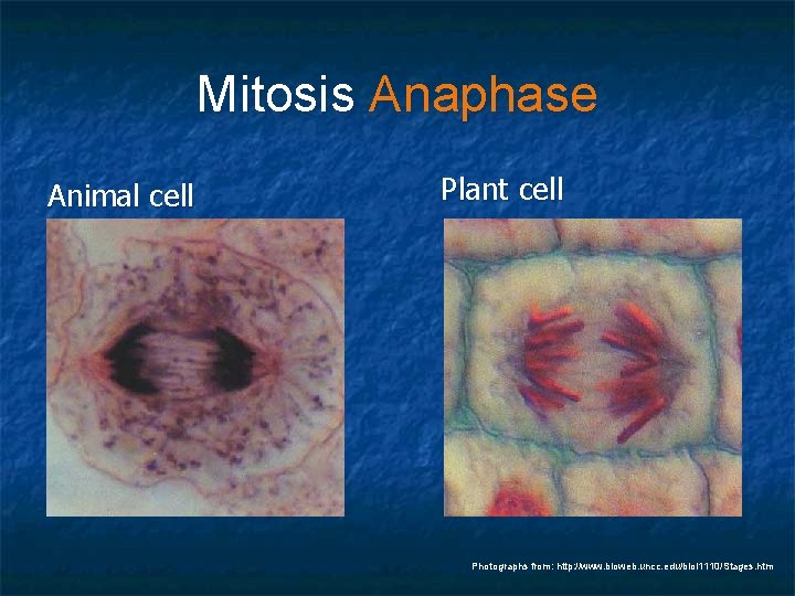 Mitosis Anaphase Animal cell Plant cell Photographs from: http: //www. bioweb. uncc. edu/biol 1110/Stages.