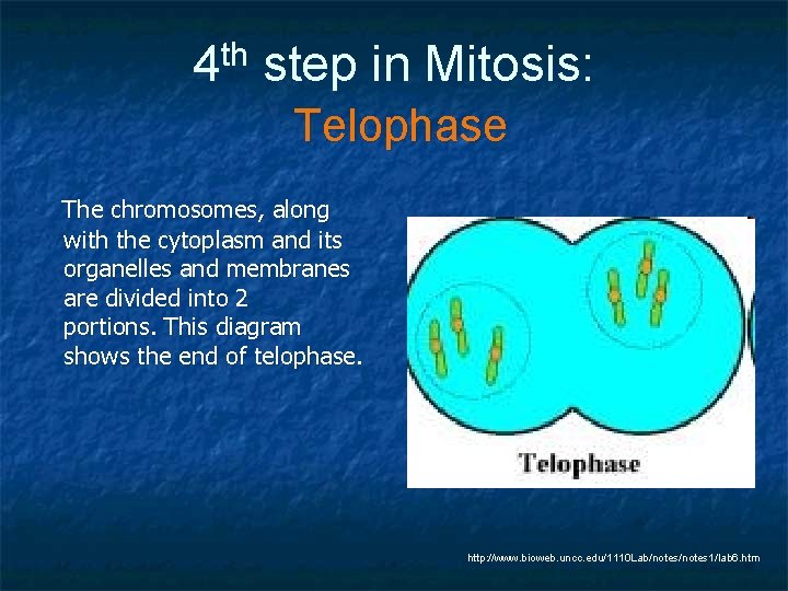 th 4 step in Mitosis: Telophase The chromosomes, along with the cytoplasm and its