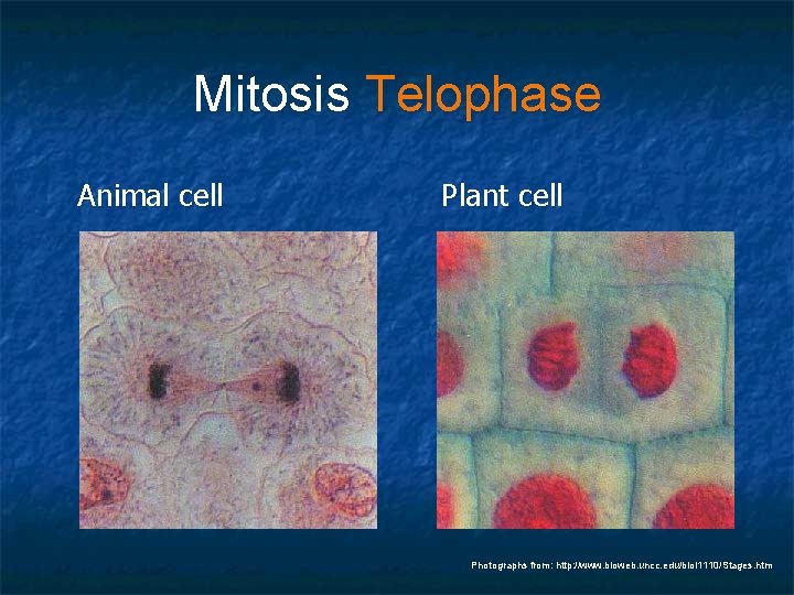 Mitosis Telophase Animal cell Plant cell Photographs from: http: //www. bioweb. uncc. edu/biol 1110/Stages.