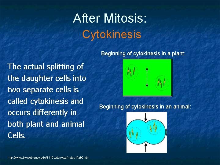 After Mitosis: Cytokinesis Beginning of cytokinesis in a plant: The actual splitting of the