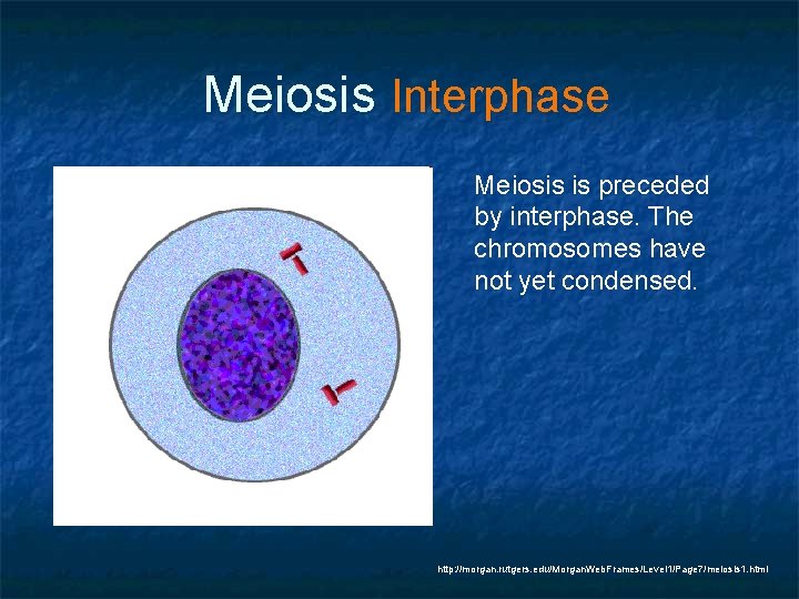 Meiosis Interphase Meiosis is preceded by interphase. The chromosomes have not yet condensed. http: