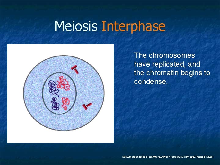 Meiosis Interphase The chromosomes have replicated, and the chromatin begins to condense. http: //morgan.