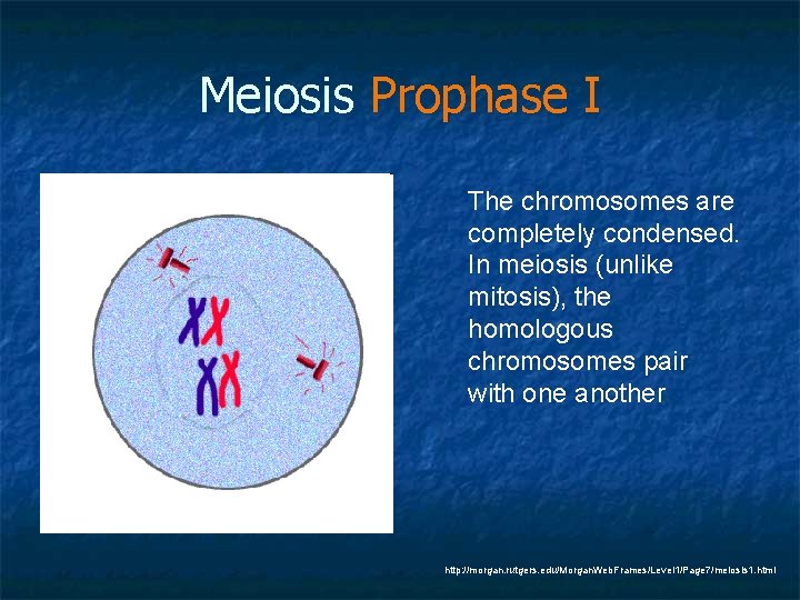 Meiosis Prophase I The chromosomes are completely condensed. In meiosis (unlike mitosis), the homologous