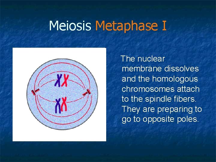 Meiosis Metaphase I The nuclear membrane dissolves and the homologous chromosomes attach to the