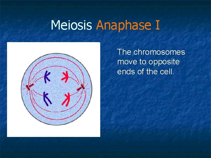 Meiosis Anaphase I The chromosomes move to opposite ends of the cell. 